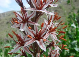 eremurus regelii nb